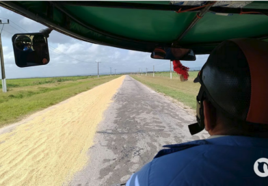 Will Cubans Benefit from a Cap on the Price of Rice?