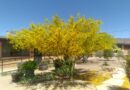 Palo Verde, Bisbee, Arizona, USA – Photo of the Day