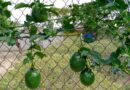 My Passion Fruit, Lara, Venezuela – Photo of the Day
