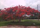 What Would Havana’s Alamar District Be Without Its Trees