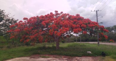 What Would Havana’s Alamar District Be Without Its Trees