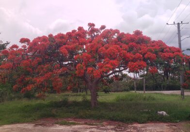 What Would Havana’s Alamar District Be Without Its Trees