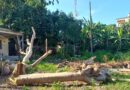 Why So Much Hatred for Trees in Cuba?