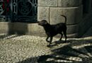The Urban Hunter, Parana, Brazil – Photo of the Da