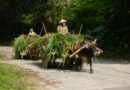 Ox Carts, Vietnam – Photo of the Day
