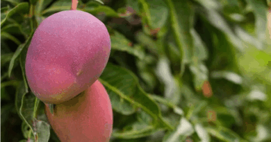 The Year of the Mango in Cuba