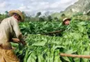 Big Tobacco Crop Loss in Pinar del Rio, Cuba from Blackouts