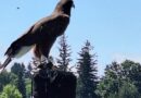 Seagull Patrol, Ontario, Canada – Photo of the Day