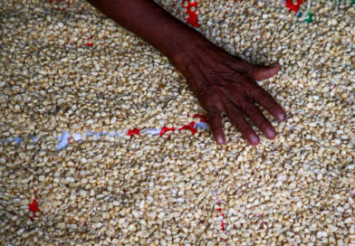 Climate Change: Planting Amid Uncertainty in El Salvador