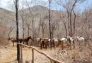 Horses in the Mountains, Granma, Cuba – Photo of the Day