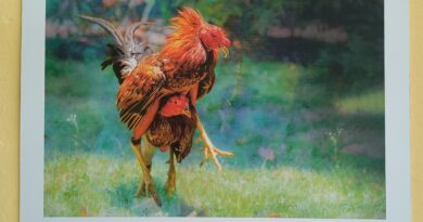 Havana Art Exposition: “Like a Fine Rooster”