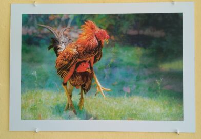 Havana Art Exposition: “Like a Fine Rooster”