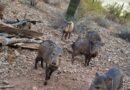 Pecaries (javalinas), Arizona, USA – Photo of the Day