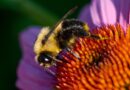 Busy as a Bee, Ontario, Canada – Photo of the Day