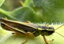 Grasshoppers are Back, Ontario, Canada – Photo of the Day 