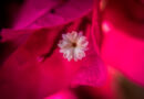 Caribbean Colors: A Journey into Cuba’s Floral Microcosm