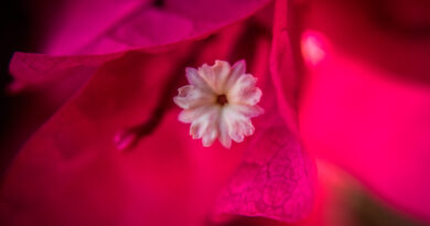 Caribbean Colors: A Journey into Cuba’s Floral Microcosm