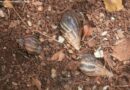 Giant African Land Snails – Cuba’s New Steak?
