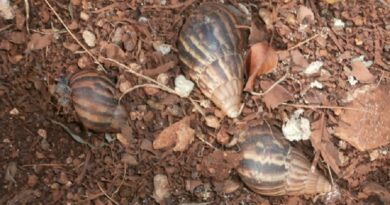 Giant African Land Snails – Cuba’s New Steak?
