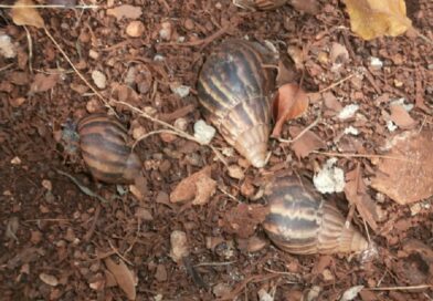 Giant African Land Snails – Cuba’s New Steak?