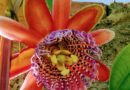 Passion Flower, Caracas, Venezuela – Photo of the Day