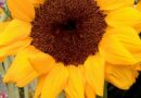 Sunflower for Our Lady of Charity, Santiago de Cuba – Photo of the Day