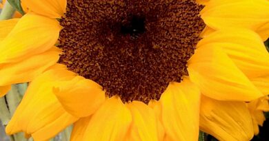 Sunflower for Our Lady of Charity, Santiago de Cuba – Photo of the Day
