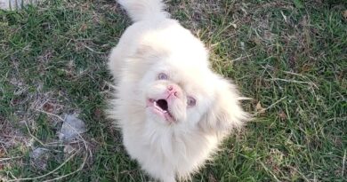 If Dogs Could Talk