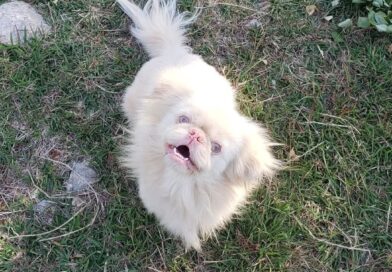 If Dogs Could Talk