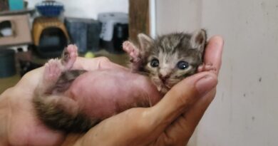 The Price of Saving Abandoned Animals in Cuba