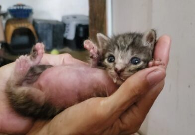 The Price of Saving Abandoned Animals in Cuba