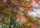 Changing Colors of Autumn, Japan – Photo of the Day
