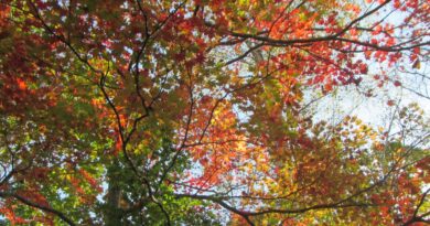 Changing Colors of Autumn, Japan – Photo of the Day
