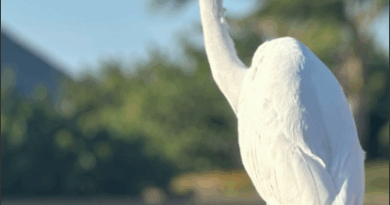 Curious Friend, Cayo Coco, Cuba – Photo of the Day