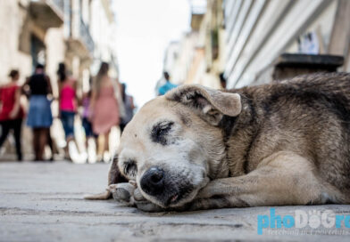“Even the Dog Leaves”: Entire Families Are Leaving Cuba