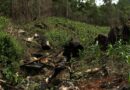 International Campaign Launched Against Nicaraguan Beef