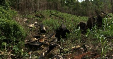 International Campaign Launched Against Nicaraguan Beef