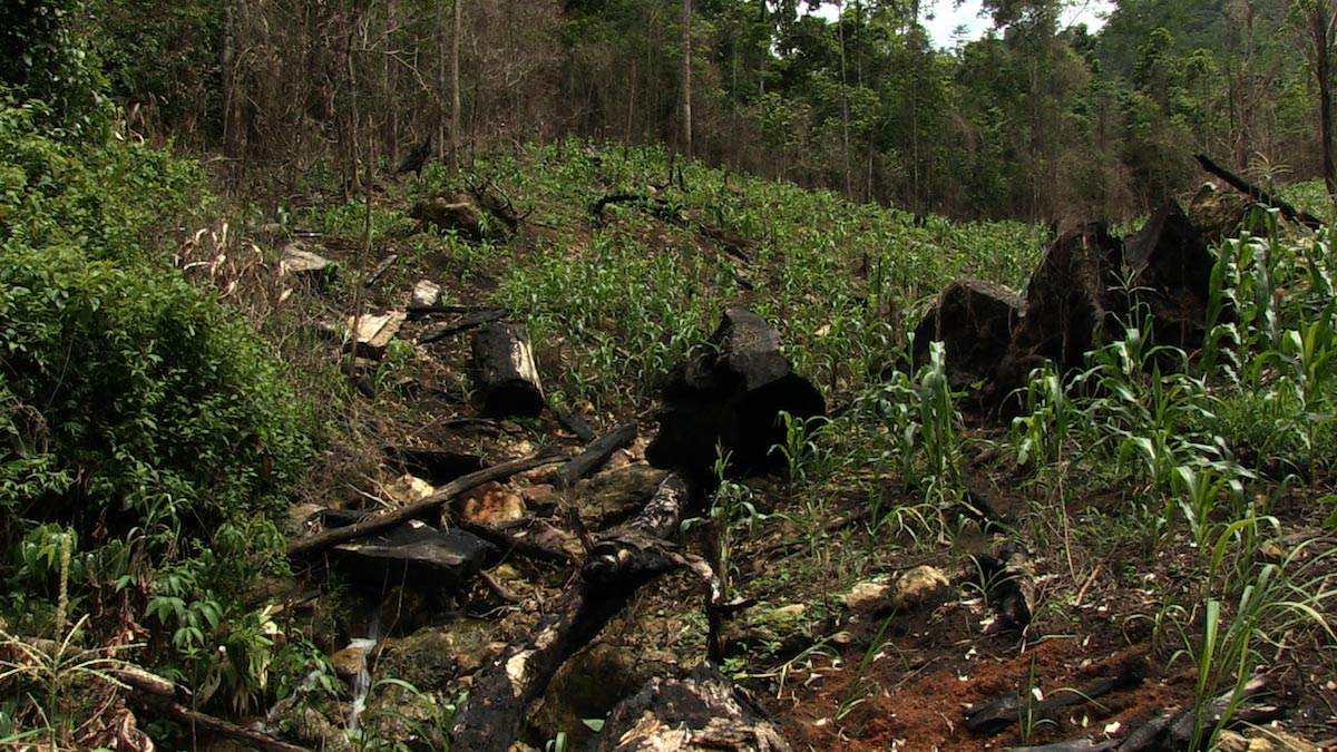International Campaign Launched Against Nicaraguan Beef