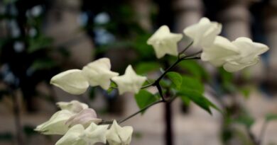 Macrophotography in Cuba of Natural Elements
