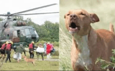 A Dog Portrays the Reality of Cuban Animal Rights Activists