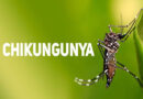 Chikungunya and Other Challenges