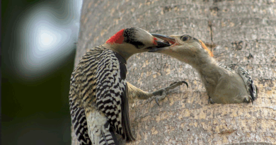 The 14th Havana Times Photo Contest Winners