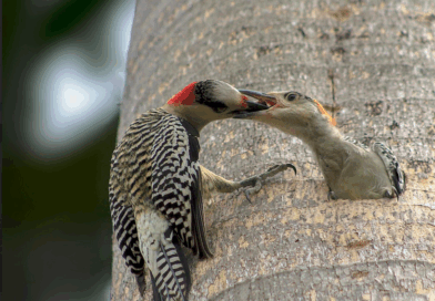 The 14th Havana Times Photo Contest Winners