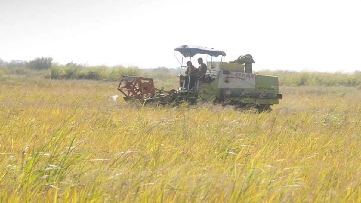 Russian Consortium to Enter Rice Production in Cuba