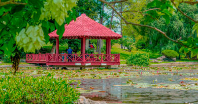 Havana’s Japanese Garden, Beauty in Oblivion
