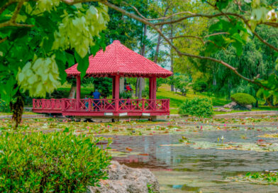 Havana’s Japanese Garden, Beauty in Oblivion