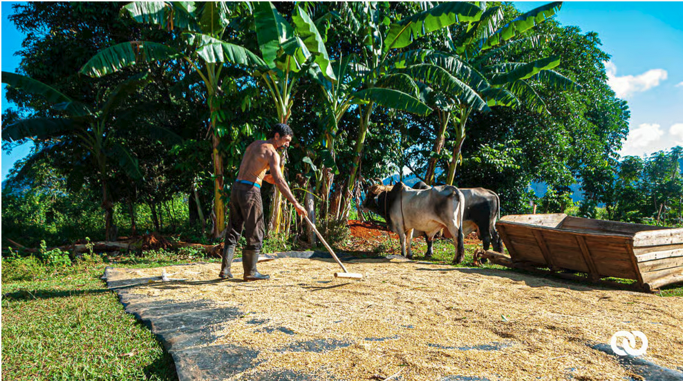 More Gov. Control Over Foreign Currency and Cuba’s Farmers