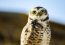 Little Owl Waiting for Dark, Parana, Brazil – Photo of the Day