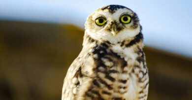 Little Owl Waiting for Dark, Parana, Brazil – Photo of the Day