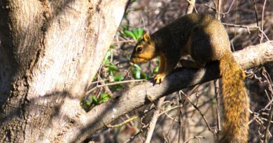 Squirrel Sunbathing, Texas, USA – Photo of the Day